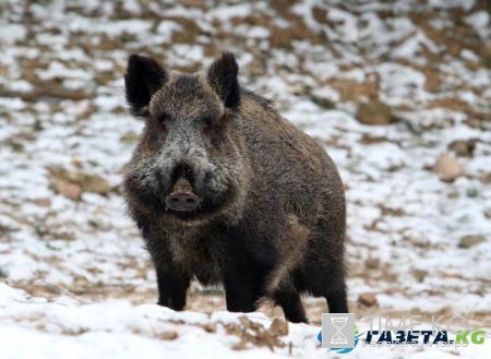 Китайский гороскоп: открой новые возможности, познав себя