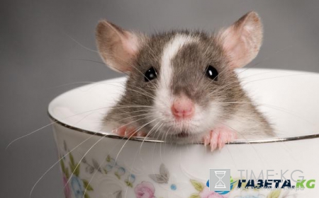 Китайский гороскоп: открой новые возможности, познав себя