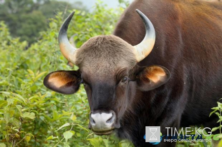 Китайский гороскоп: открой новые возможности, познав себя