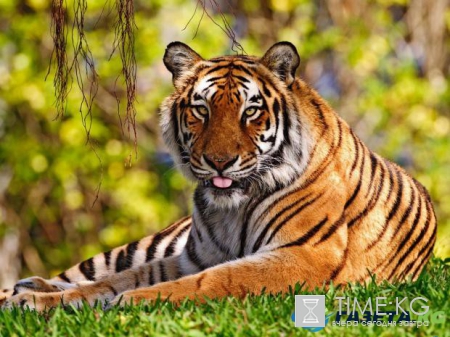 Китайский гороскоп: открой новые возможности, познав себя