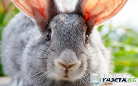 Китайский гороскоп: открой новые возможности, познав себя