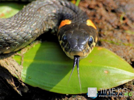 Китайский гороскоп: открой новые возможности, познав себя