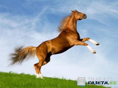 Китайский гороскоп: открой новые возможности, познав себя