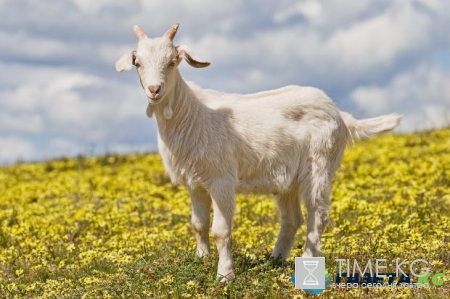 Китайский гороскоп: открой новые возможности, познав себя