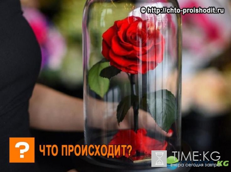 Ольга Бузова приобрела себе волшебную розу, теперь она ищет свое «чудовище»