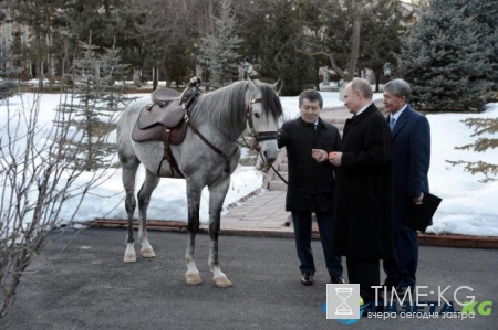 Президент Путин на радостях "целовался" с конем, подаренным ему в Кыргызстане