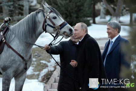 Президент Путин на радостях "целовался" с конем, подаренным ему в Кыргызстане Президент Путин на радостях "целовался" с конем, подаренным ему в Кыргызстане