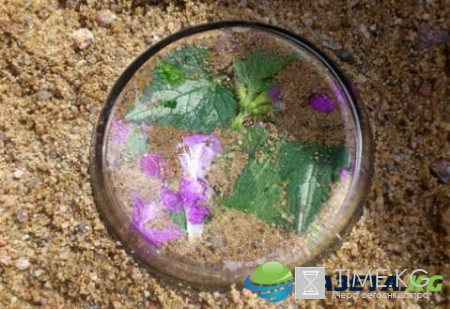 Самая Замечательная детская «игра в „секретики”»