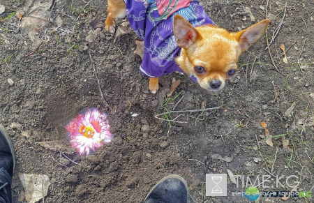 Самая Замечательная детская «игра в „секретики”»