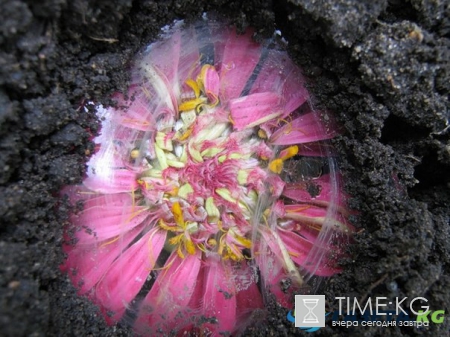 Самая Замечательная детская «игра в „секретики”»