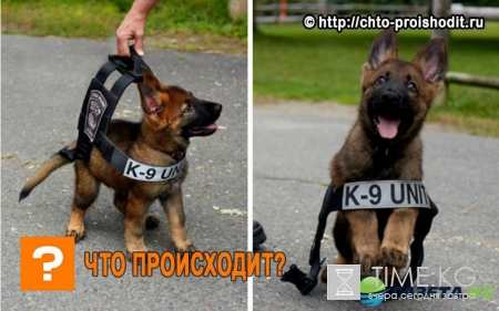 Щенки в свой первый рабочий день - это один из самых мимимишных постов на сегодня