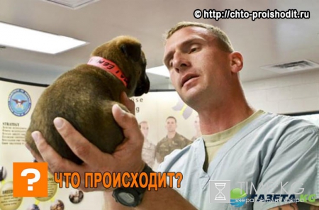 Щенки в свой первый рабочий день - это один из самых мимимишных постов на сегодня