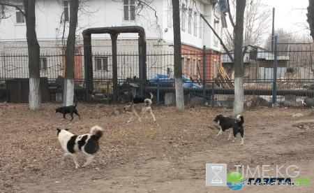 Собака бывает кусачей, но только от жизни собачей - нападение собак в Красноярске на школьницу повергло общественность в шок