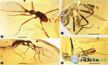 Тайны эволюции: в куске янтаря нашли древнего хищного жука возрастом 100 млн лет