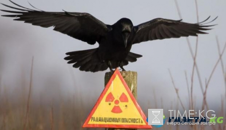 Ученые раскрыли тайну интеллекта ворона