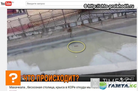 В Махачкале главный «питьевой» канал облюбовали крысы