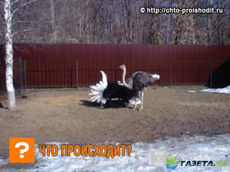 В Южной Африке страусы клевали женщину, а окружающие просили ее улыбаться для удачного кадра