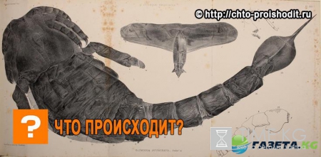 Добыче древнего морского скорпиона приходилось не сладко…Какое оружие он использовал, выяснили ученые!