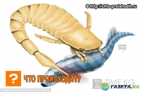 Добыче древнего морского скорпиона приходилось не сладко…Какое оружие он использовал, выяснили ученые!