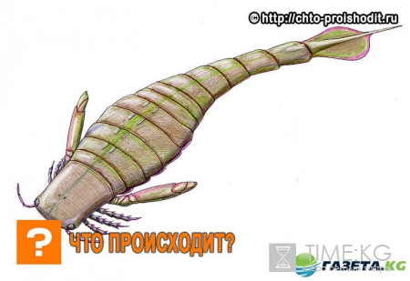 Добыче древнего морского скорпиона приходилось не сладко…Какое оружие он использовал, выяснили ученые!