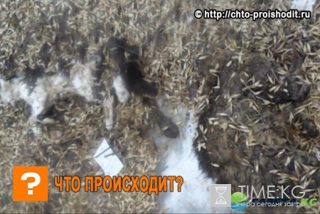 История с живодерами повторяется: шокированные жители Уфы нашли возле школы изуродованные трупы кошек