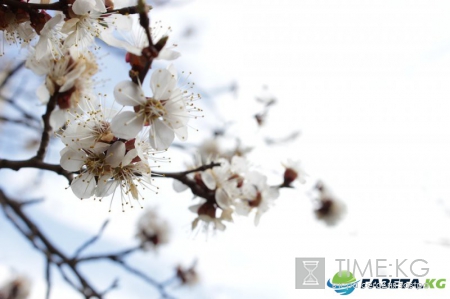 На рабочей неделе в Липецк придет летняя погода