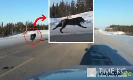 Оборотни существуют: огромных волков засняли на камеру