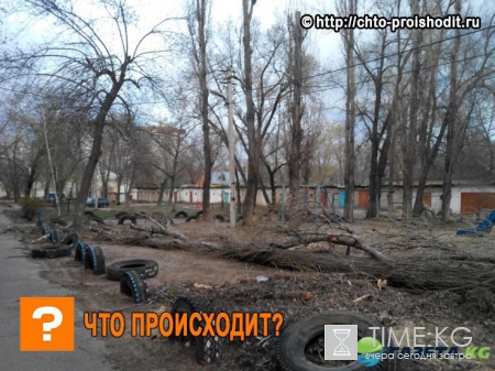 Опасная детская площадка: упавшее огромное дерево рухнуло возле игравшей девочки
