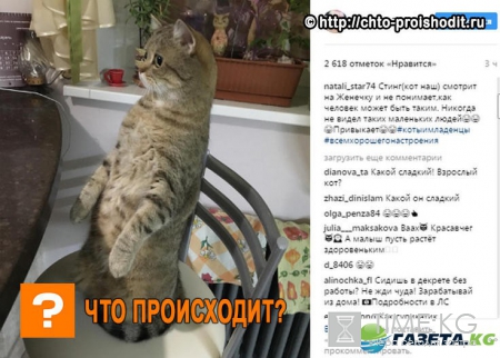 «Стинг в шоке»: Домашний питомец Натали мило рассматривает малыша