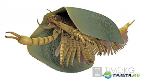 Ученые обнаружили жившее 500 млн лет назад членистоногое с 50 ножками