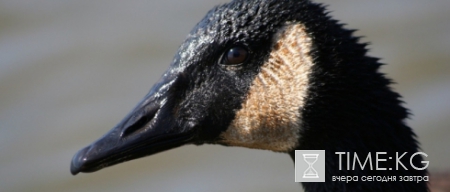 В США полицейский был вынужден бежать от разъяренного гуся