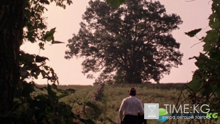 Знаменитый двухсотлетний дуб из фильма «Побег из Шоушенка» больше не существует