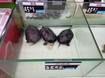 Владимир Гришко ест лягушек и учит китайский язык (фото) Владимир Гришко ест лягушек и учит китайский язык (фото)