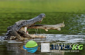 25+ фотографий, сделанных за мгновение до катастрофы 25+ фотографий, сделанных за мгновение до катастрофы