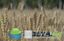 Bloomberg предрекает РФ потерю статуса мирового лидера по экспорту пшеницы