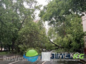 Число жертв урагана в Москве растет Число жертв урагана в Москве растет
