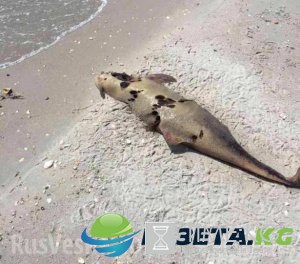 Десятки погибших дельфинов выбросило на берег под Одессой ФОТО 18+ Десятки погибших дельфинов выбросило на берег под Одессой ФОТО 18+