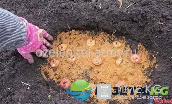 Когда сажать гладиолусы в открытый грунт весной-2017: все правила и условия правильной посадки Когда сажать гладиолусы в открытый грунт весной-2017: все правила и условия правильной посадки