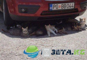Летние будни в курьезных картинках (ФОТО) Летние будни в курьезных картинках (ФОТО)
