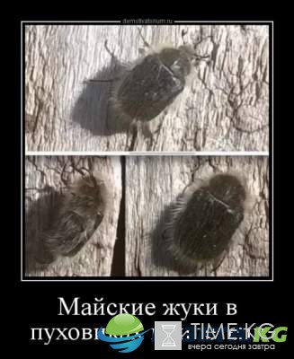 "Майские жуки в пуховиках прилетели" : улетные демотиваторы "Майские жуки в пуховиках прилетели" : улетные демотиваторы