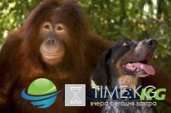 Не разлей вода: милые кадры дружбы животных