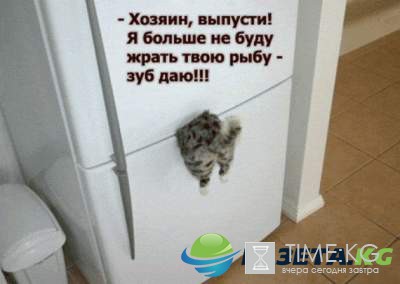 Смешные картинки с надписями скрасят ваш вечер Смешные картинки с надписями скрасят ваш вечер