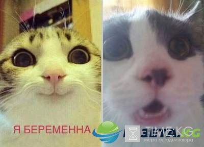 Смешные картинки с надписями скрасят ваш вечер Смешные картинки с надписями скрасят ваш вечер