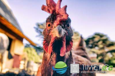 Странные вещи, запрещенные в Болгарии. Фото