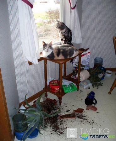 15 людей, которые оставили своих пушистых дома одних и горько пожалели об этом (ФОТО)
