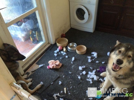 15 людей, которые оставили своих пушистых дома одних и горько пожалели об этом (ФОТО)