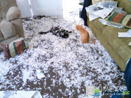 15 людей, которые оставили своих пушистых дома одних и горько пожалели об этом (ФОТО)