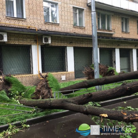 Число жертв урагана в Москве увеличилось до 11 человек