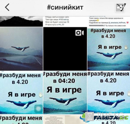 Группа в соцсети Синий кит — детский суицид новости 8 мая 2017 года: Синий кит эпидемия распространяемая социальными сетями