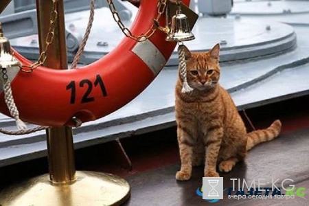 Кота-участника похода к берегам Сирии назвали Сергеем Ивановичем